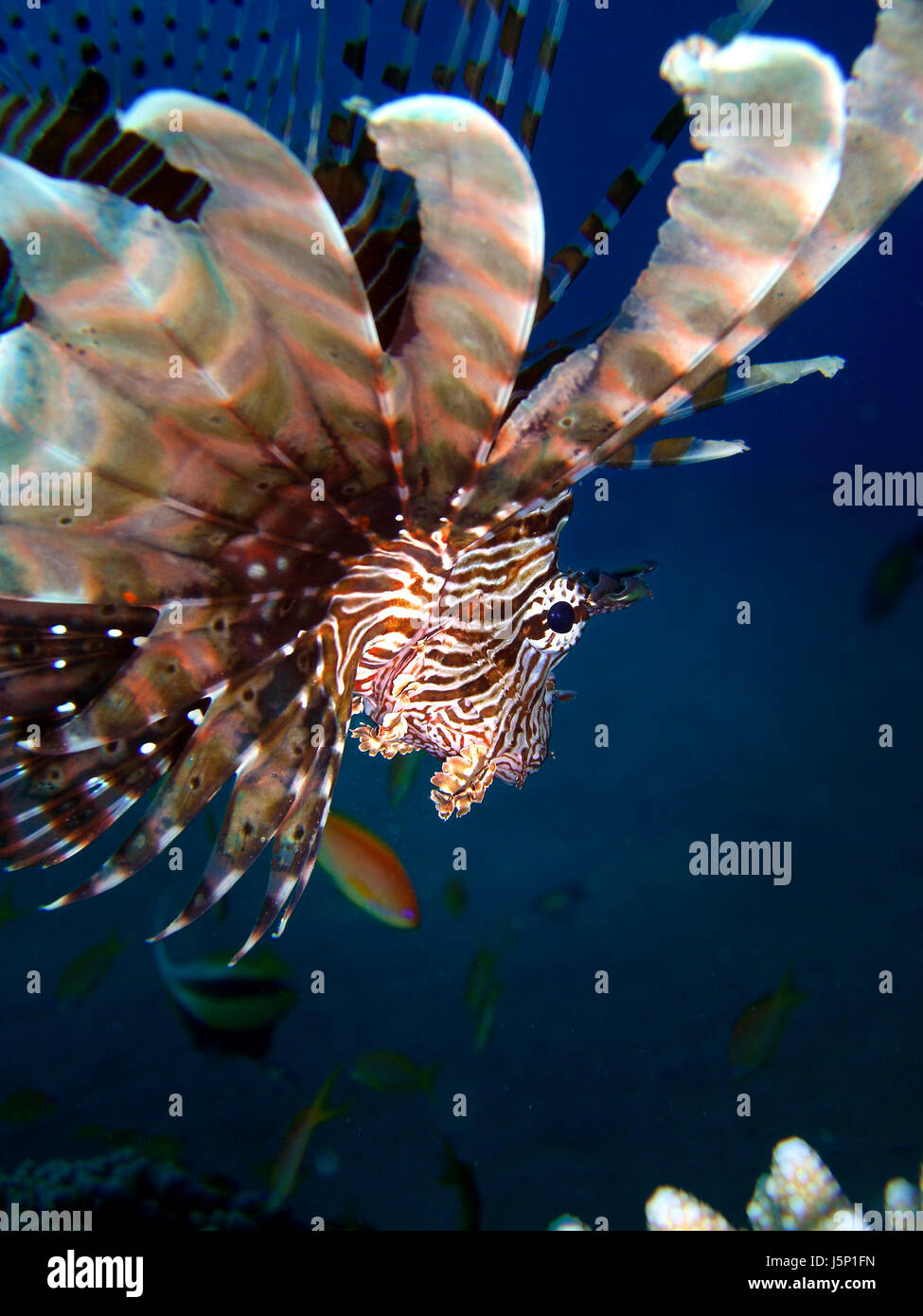 fish dive edgewise deep sea salt water sea ocean water dangerous toxic