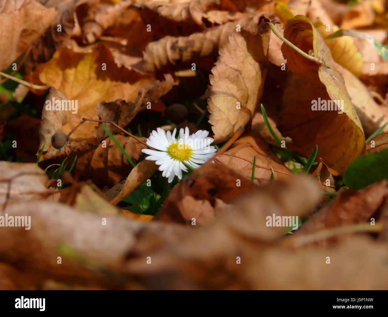autumn equinox Stock Photo