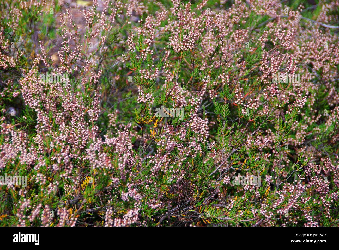 bloom blossom flourish flourishing hike go hiking ramble bush heath herb Stock Photo