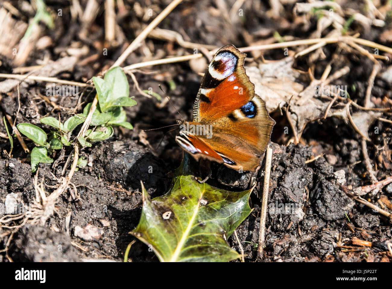 A European peacock butterfly (Aglais io Stock Photo - Alamy