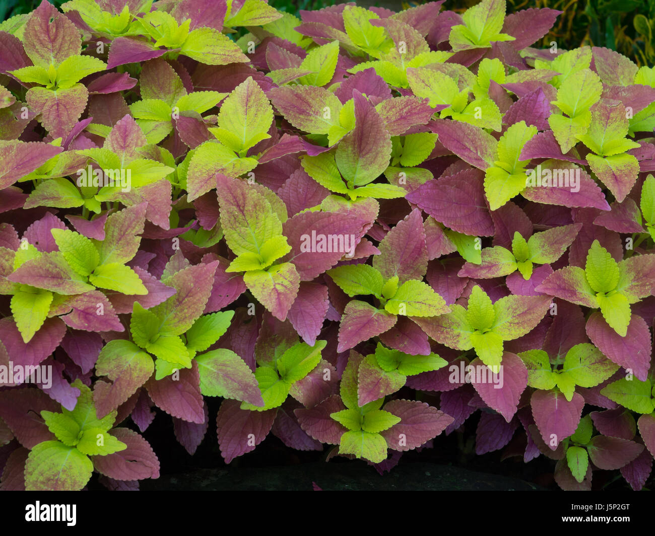 Green and pink  leaves of coleus Stock Photo