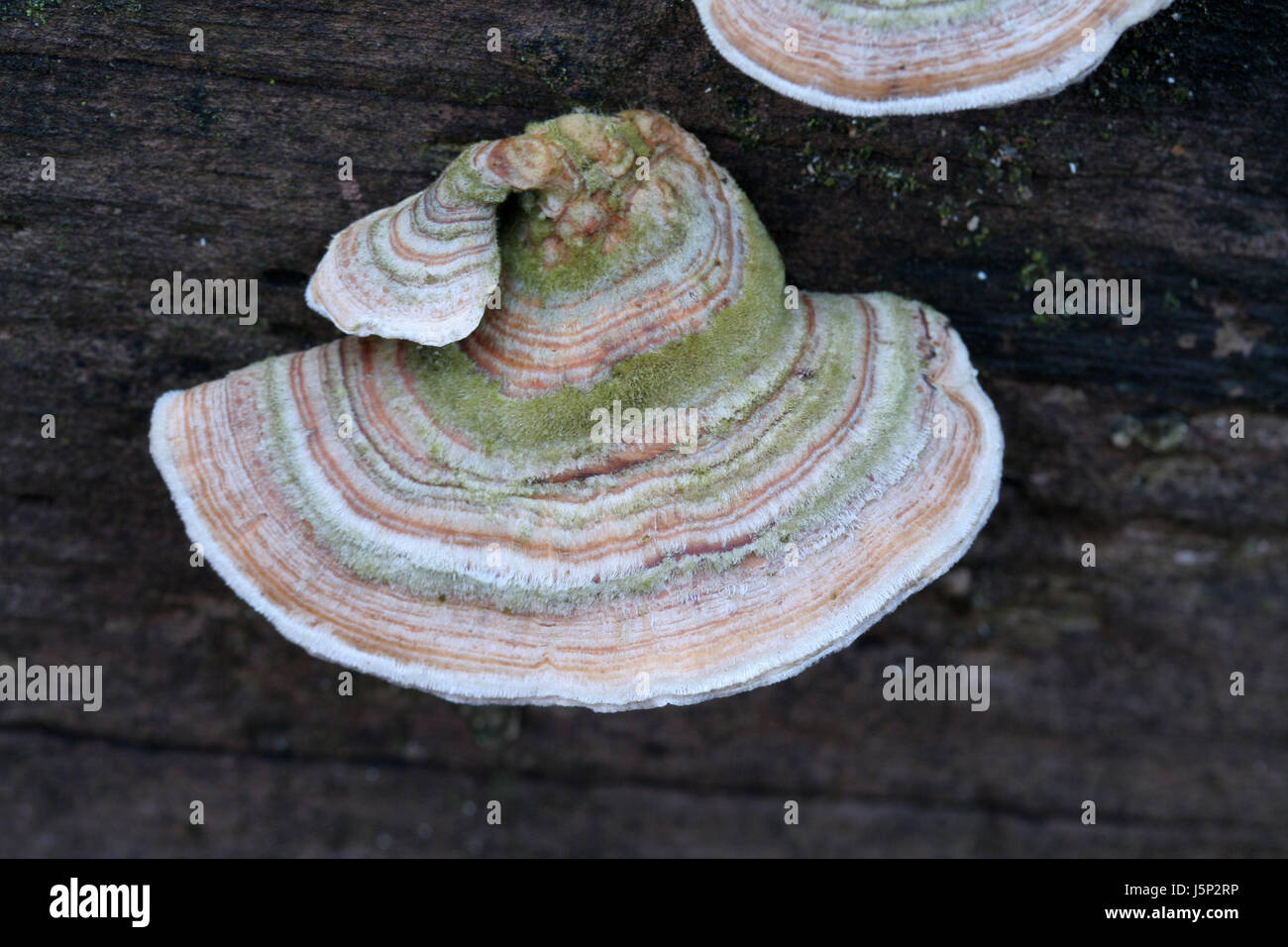 green wood brown brownish brunette mushroom fungus putrefaction forest Stock Photo