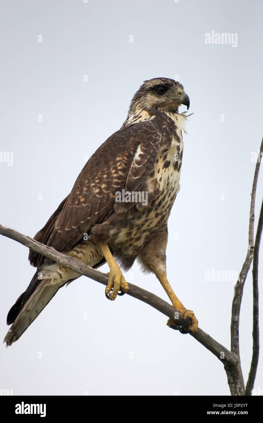 Tree Raptor tree raptor birds of prey wing branches branch branchage feathers beak ...