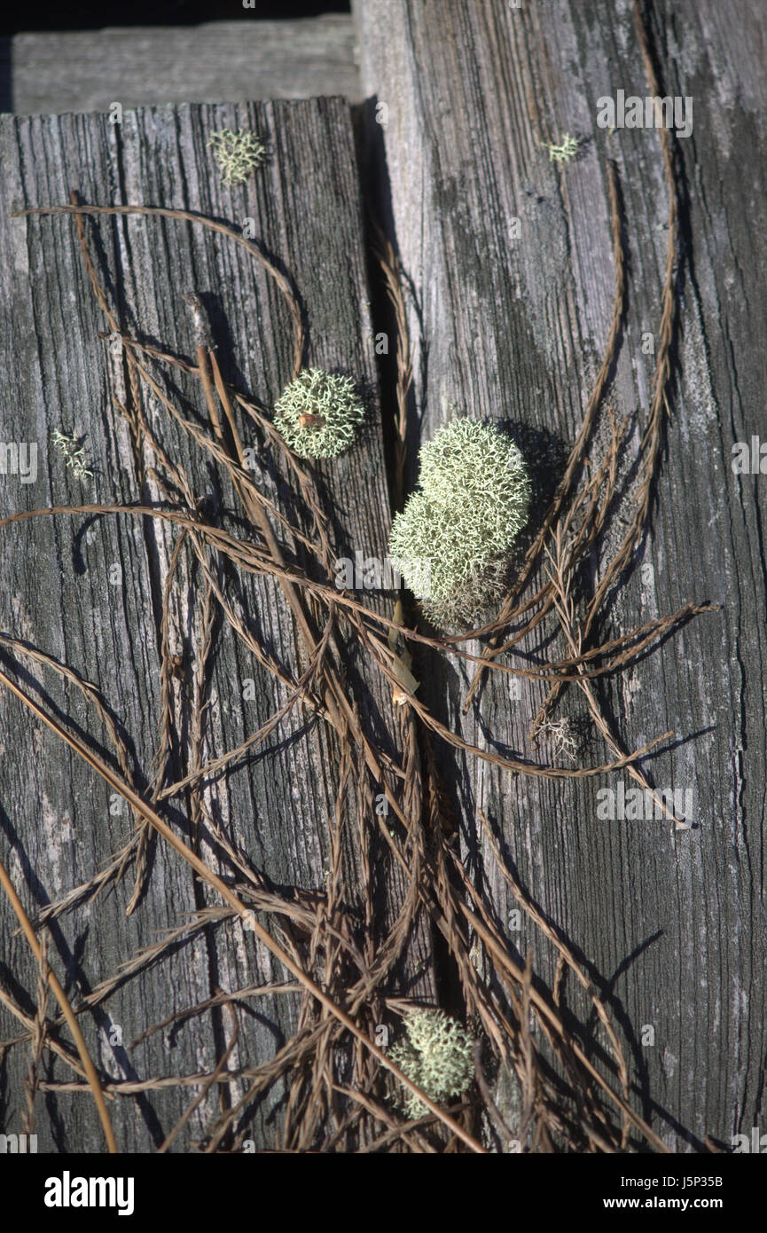 Close up of old weathered wooden dock,  light and dark gray in color showing pale green moss and pine straw. Stock Photo