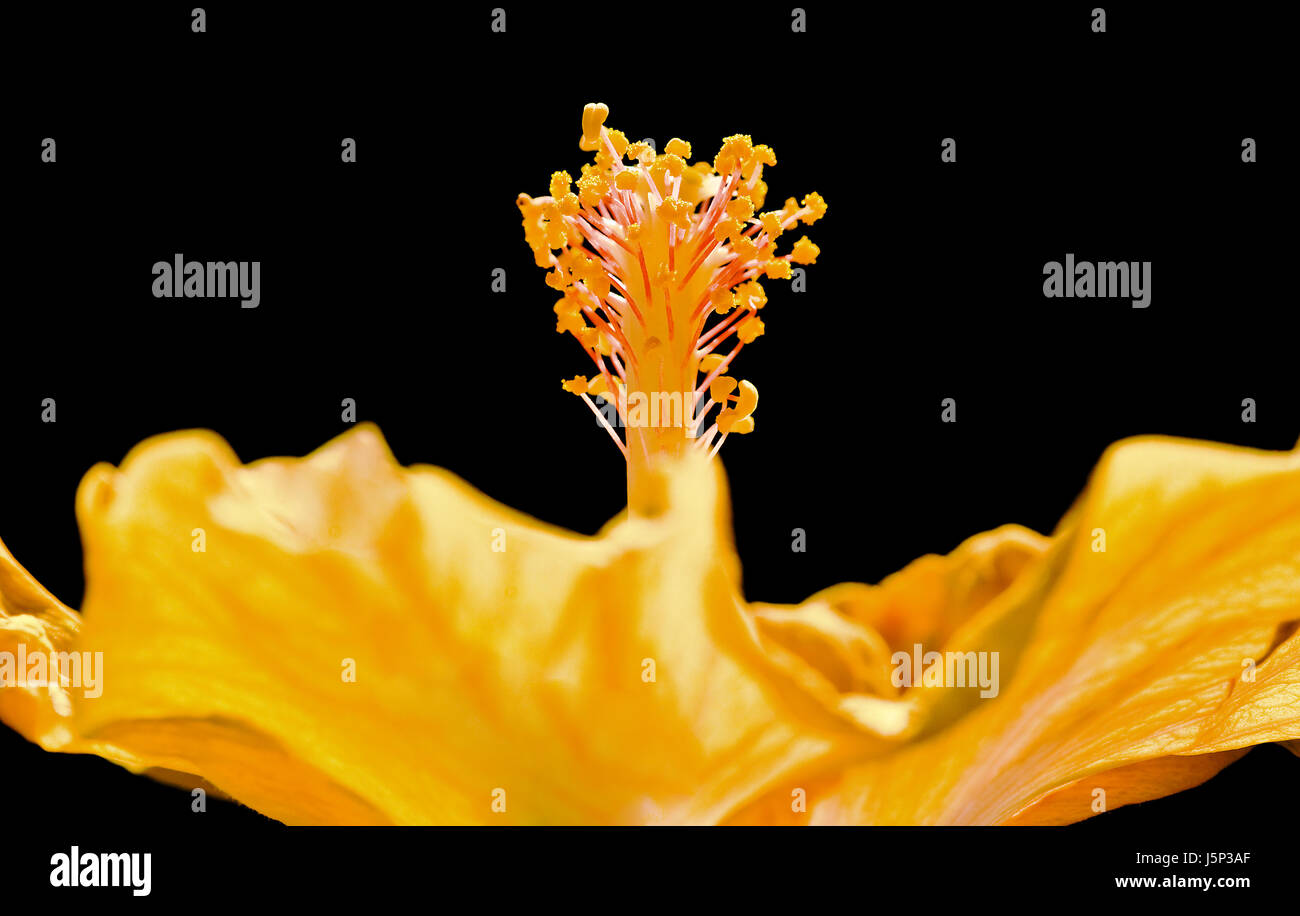 glass chalice tumbler bloom blossom flourish flourishing shine shines bright Stock Photo