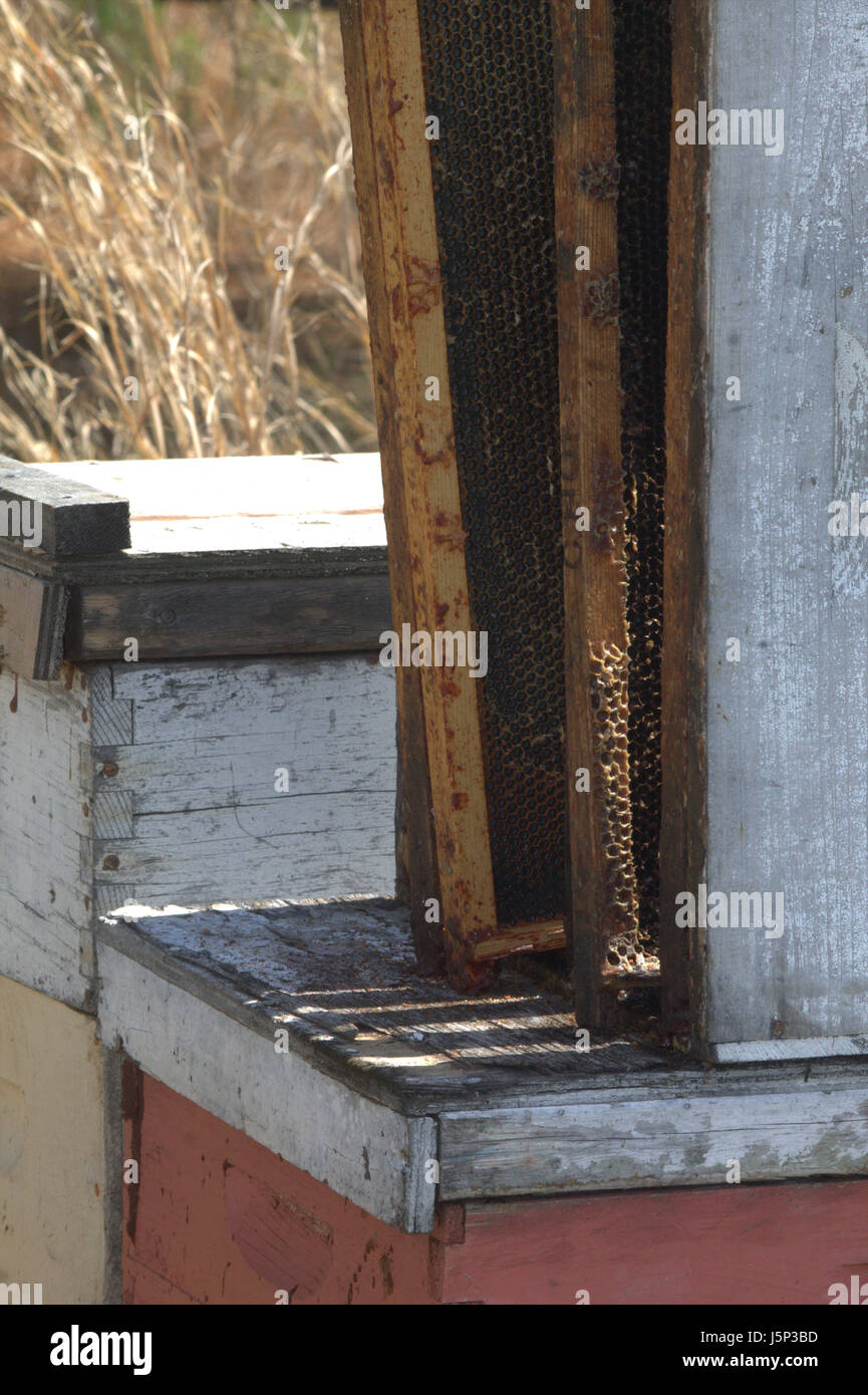 Old weathered bee boxes in a variety of faded colors showing close up of frames with wax. Stock Photo