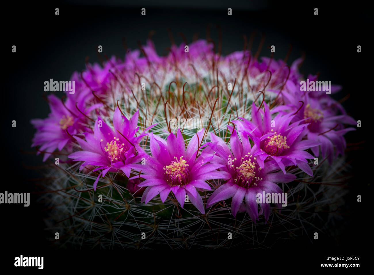 Flowering cactus, - mammillaria zeilmanniana. Stock Photo