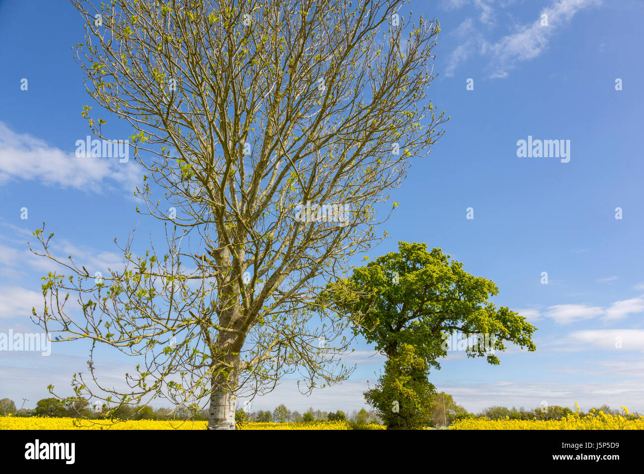 Weather lore, 'oak before ash, in for a splash'. Ash tree (left oak tree (right). Hoxne, Suffolk, UK. Stock Photo