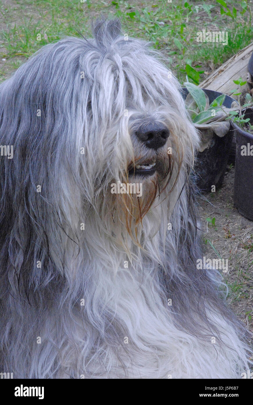 garden animal soft hairs skin dog brave dapper accosting pretty