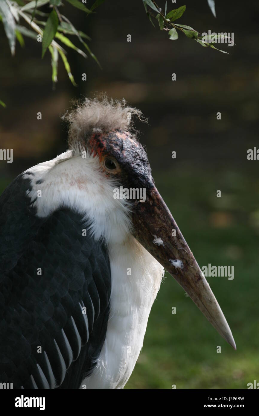 bird birds feathers beak scavenger exotic feathering striking beaks