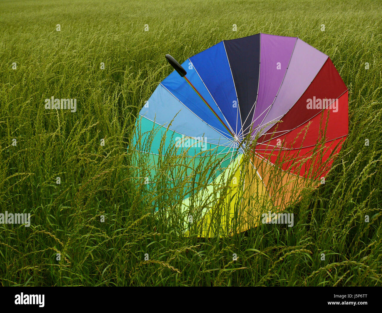 umbrella bad weather umbrellas rain weather meadow wind weather rain