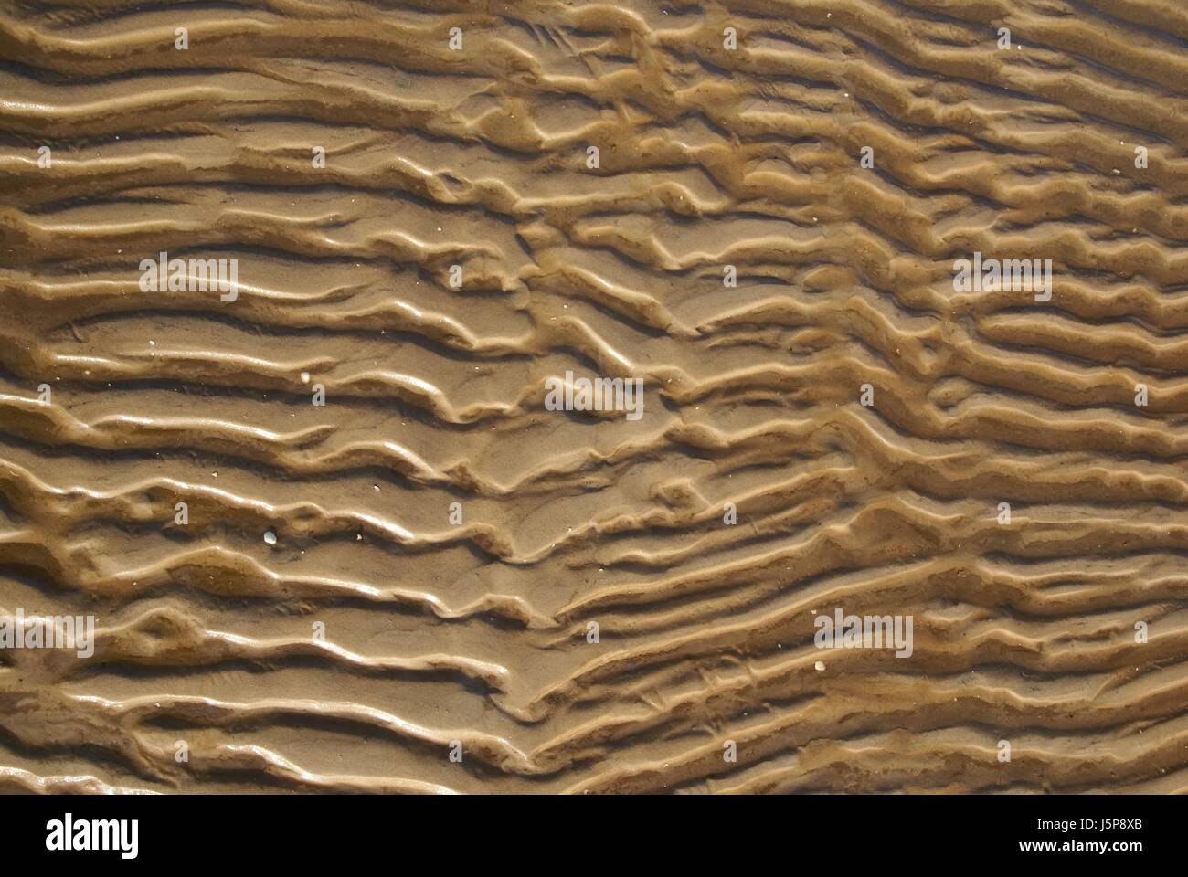 beach seaside the beach seashore shell grain wave bone dune high tide abstract Stock Photo