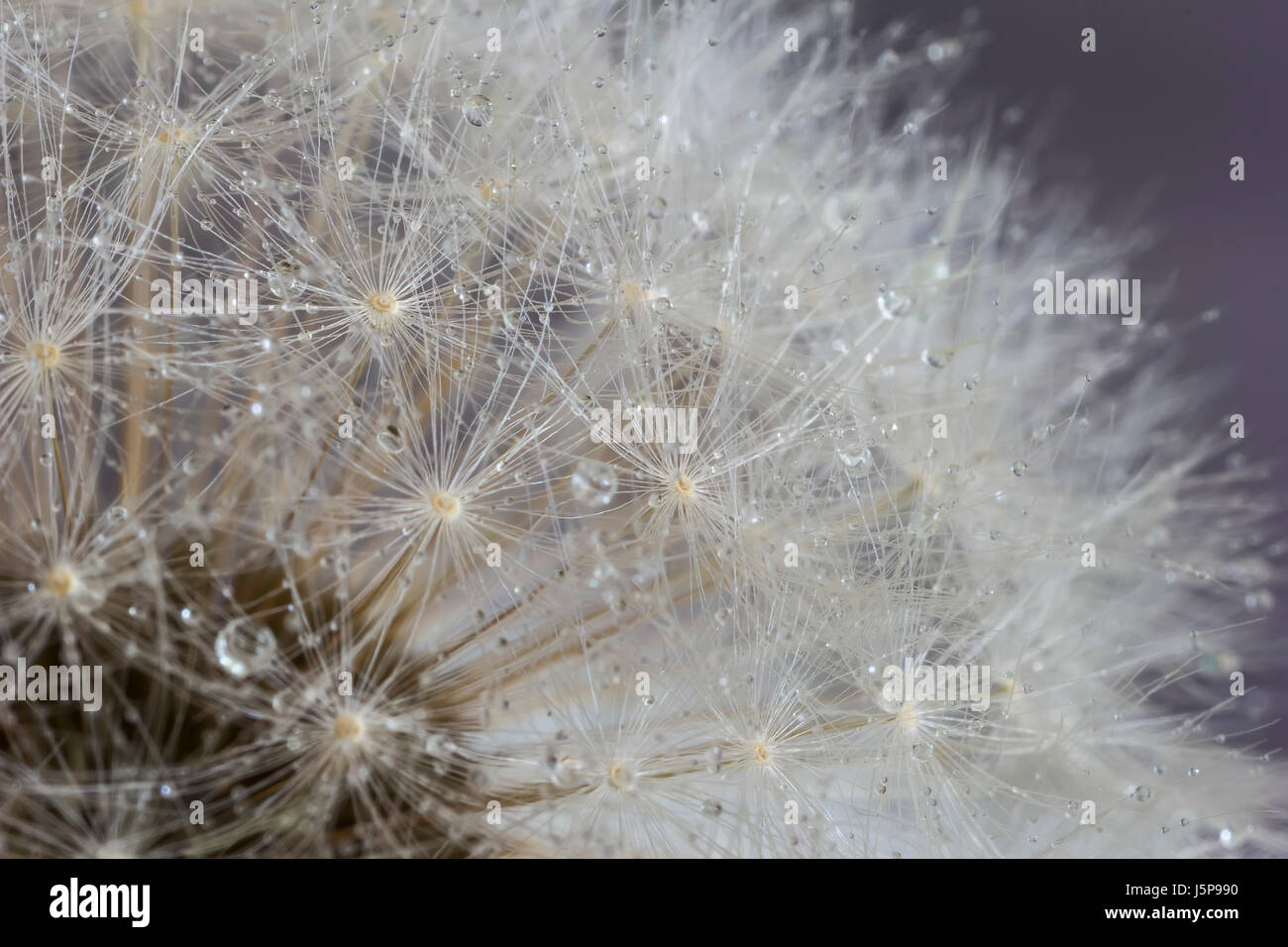 Closeup dandelion dew drops hi-res stock photography and images - Alamy