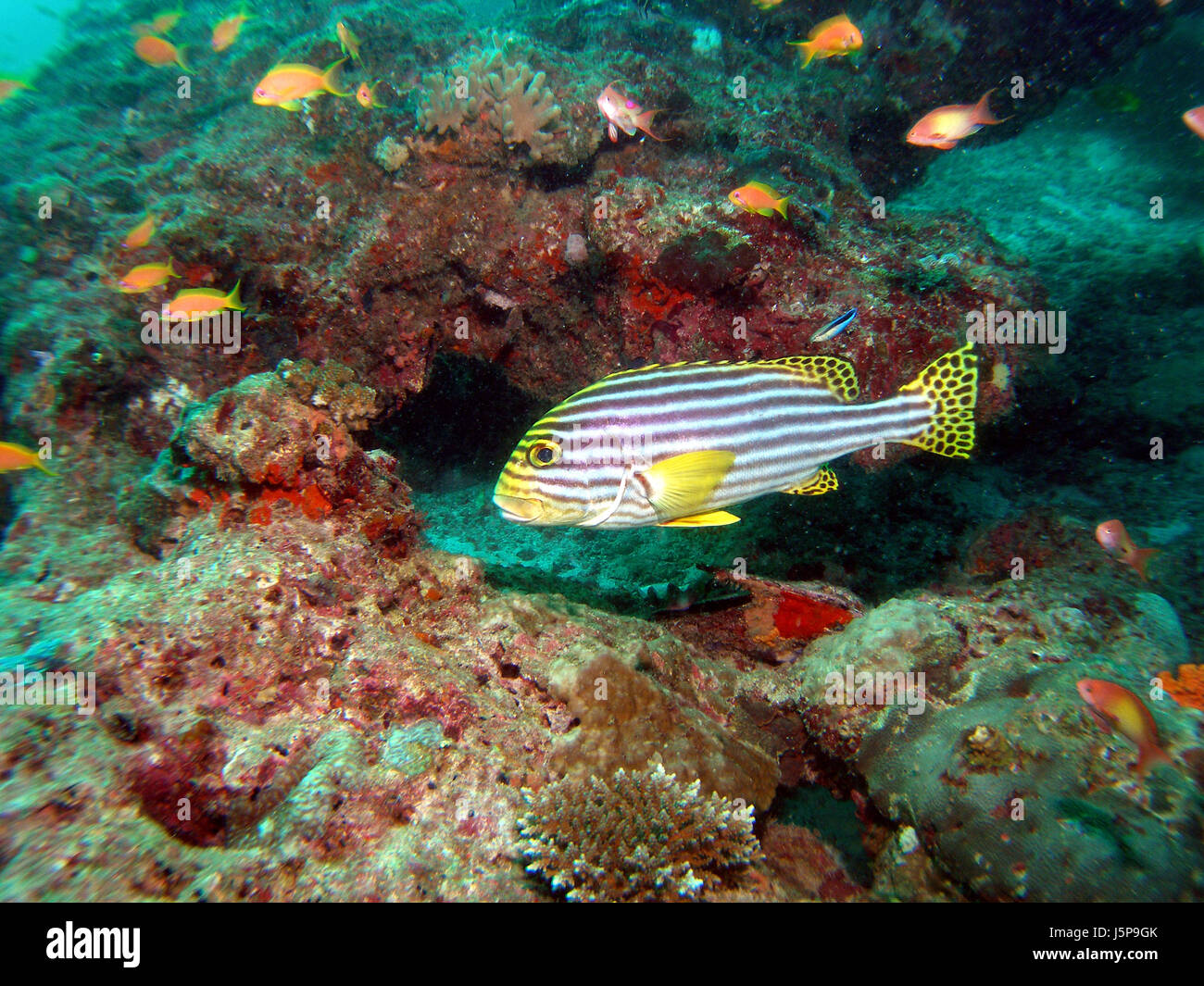 cave asia indonesia fish dive pisces harsh sponge salty batman salt water sea Stock Photo