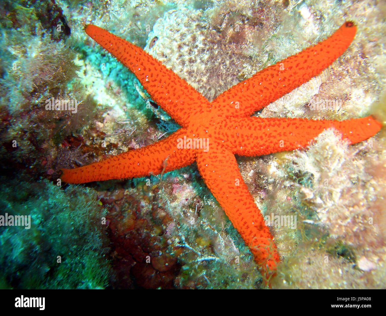 water mediterranean salt water sea ocean atlantic ocean starfish orange red Stock Photo