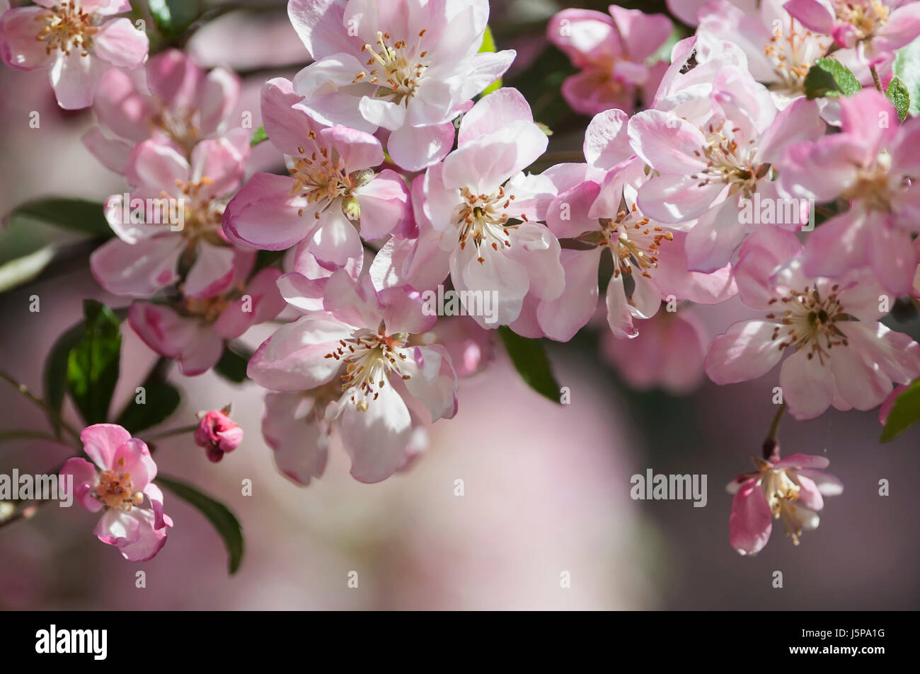 Crab apple, Japanese crab, Malus floribunda,Detail of pink coloured blossoms growing outdoor. Stock Photo