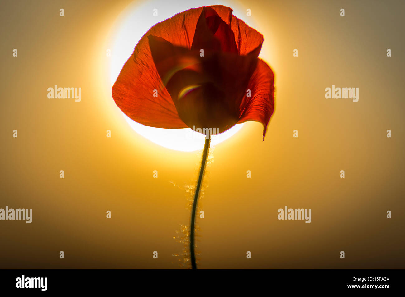 poppy field in spring sunset Stock Photo - Alamy