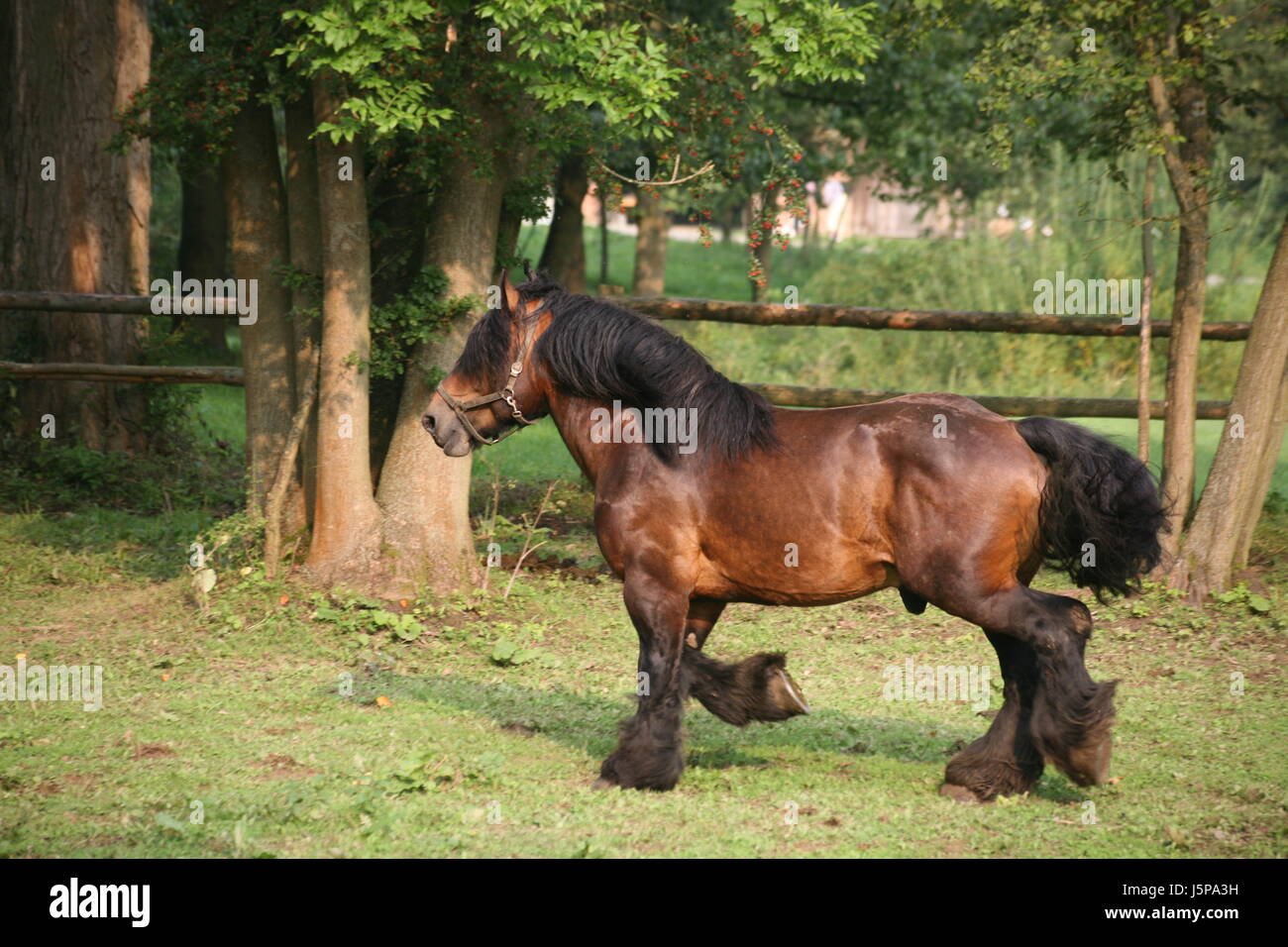 horse animal brown brownish brunette strong agriculture farming horses halter Stock Photo