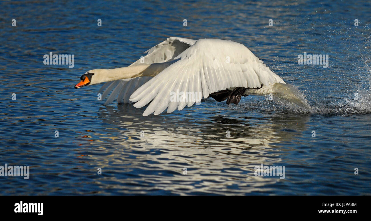 blue motion postponement moving movement waters park flight bird swan ...
