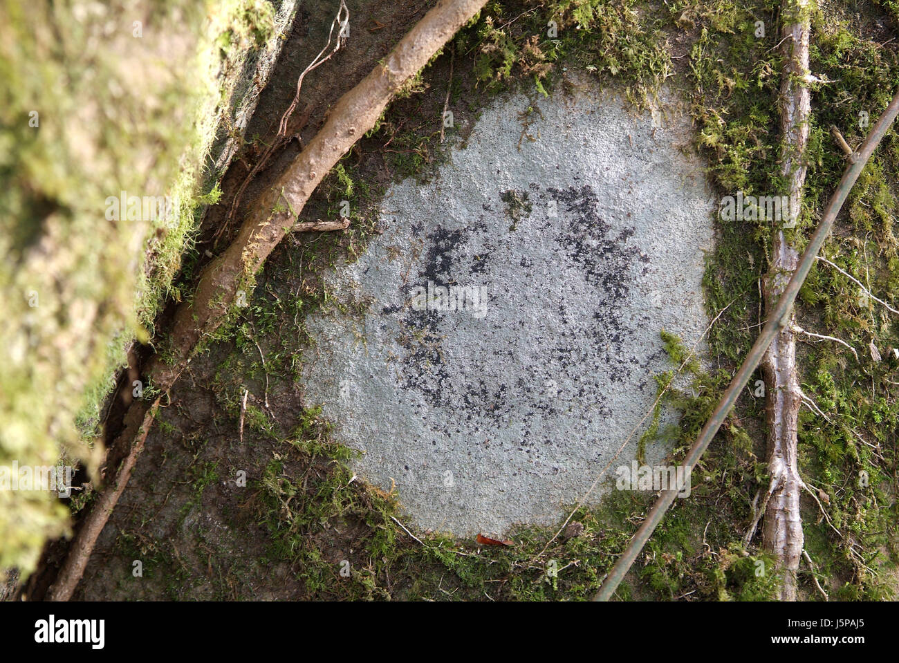 Stone Root Circle Drawing Photo Picture Image Copy Deduction 