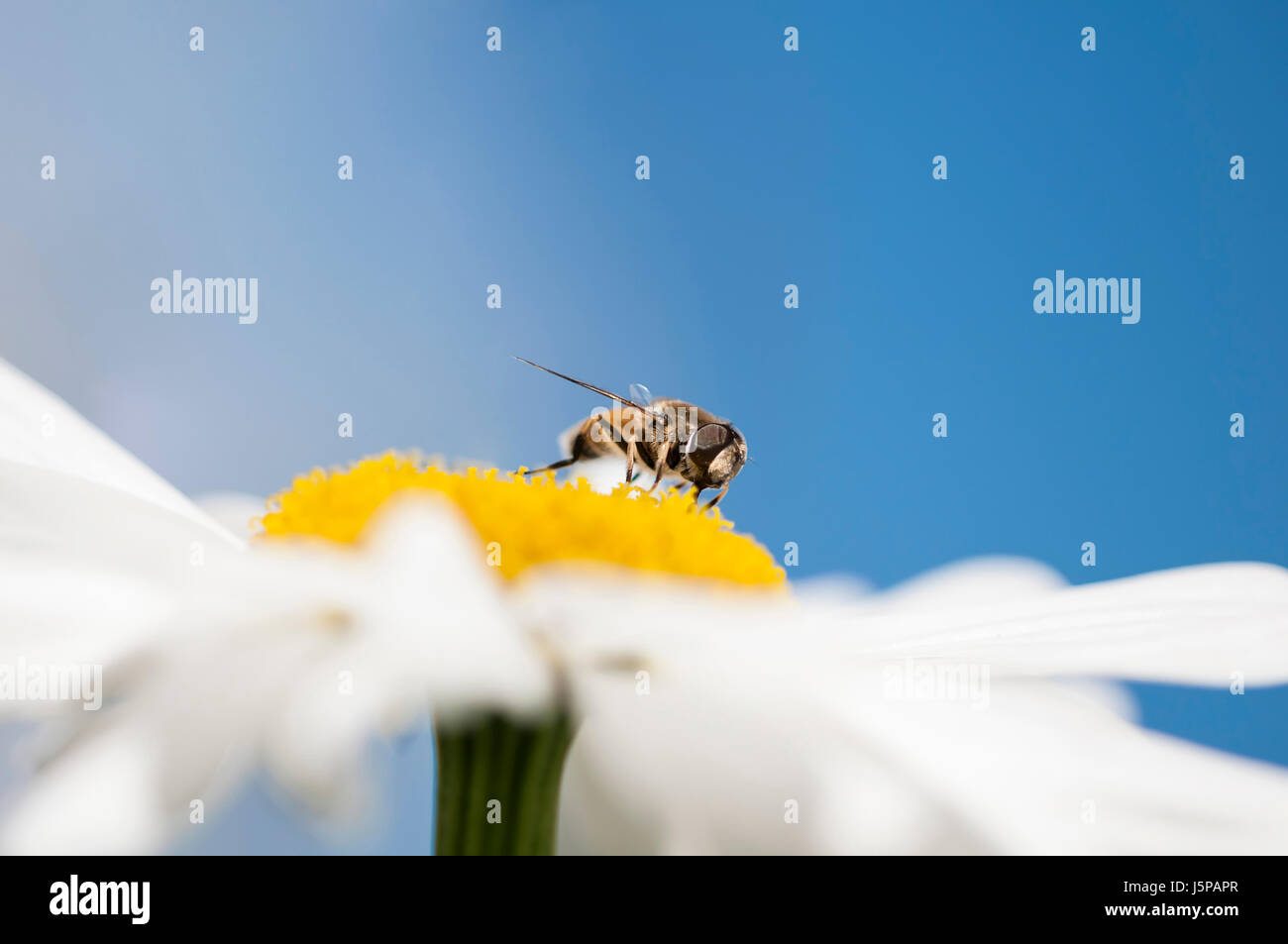 Daisy, Ox-eye daisy, Leucanthemum x superbum 'Alaska',  Hoverfly feeding on flower. Stock Photo