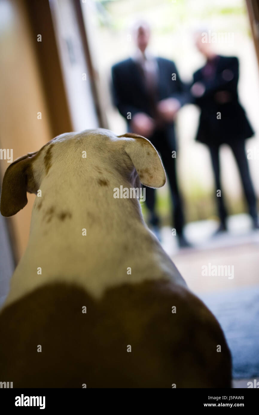 danger at home guard dog to watch out look at bulldog custody fit fitting Stock Photo