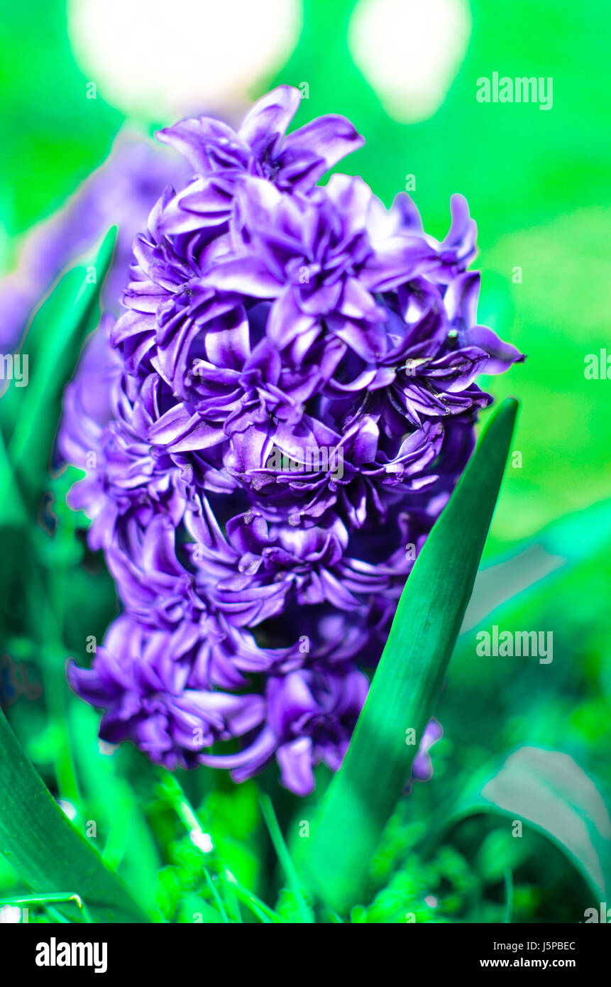 Blue hyacinth bloomed on a flowerbed in the garden Stock Photo - Alamy