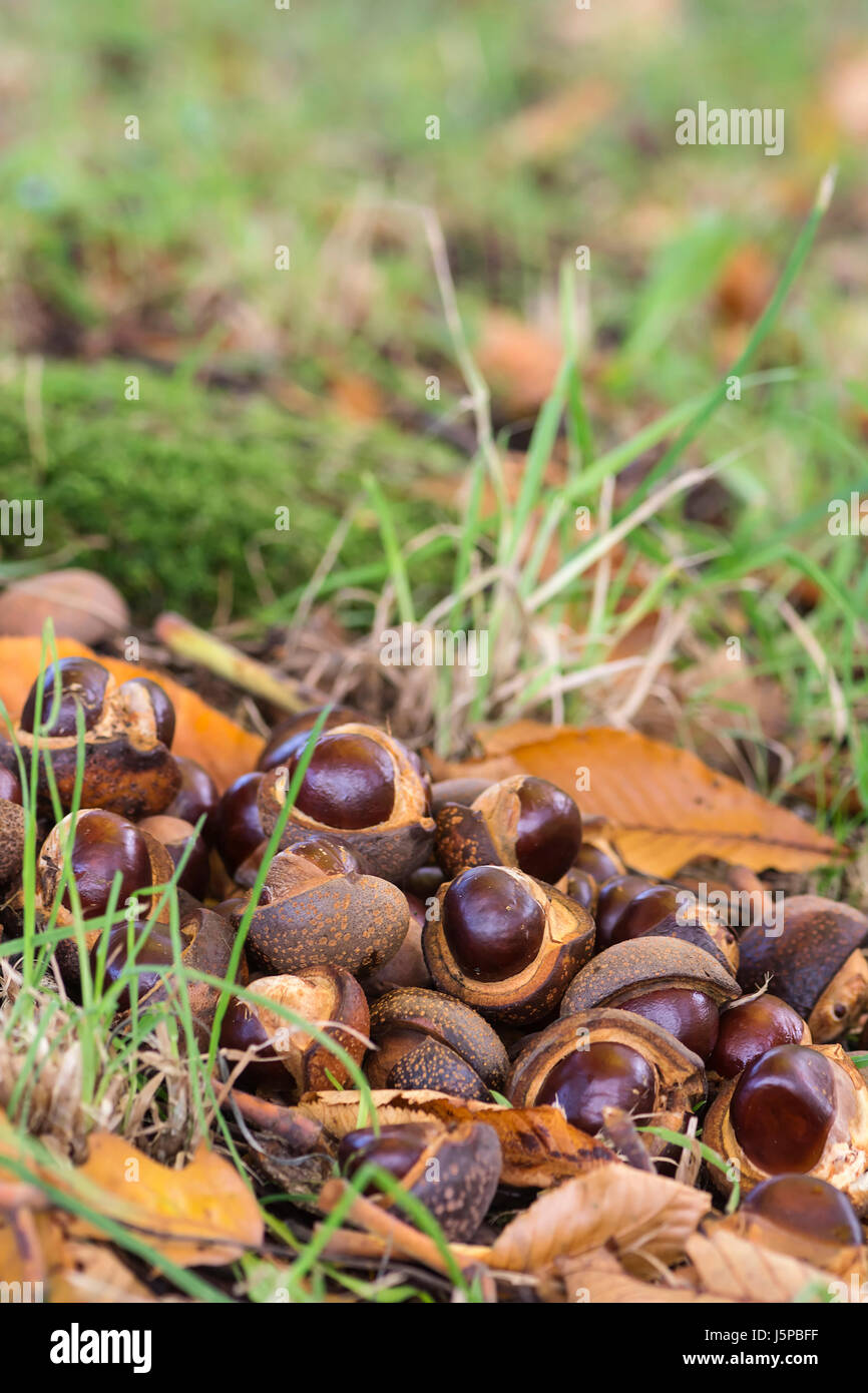 Horse chestnut, Japanese horse chestnut, Aesculus turbinata, Fallen conkers in shells beside tree, North Yorkshire, October. Stock Photo