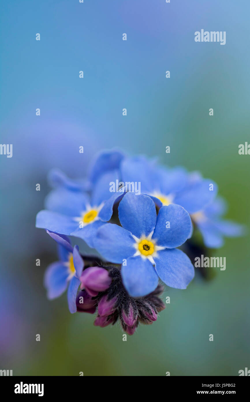 Forget-me-not, Myosotis arvensis, Blue coloured flowers growing outdoor. Stock Photo