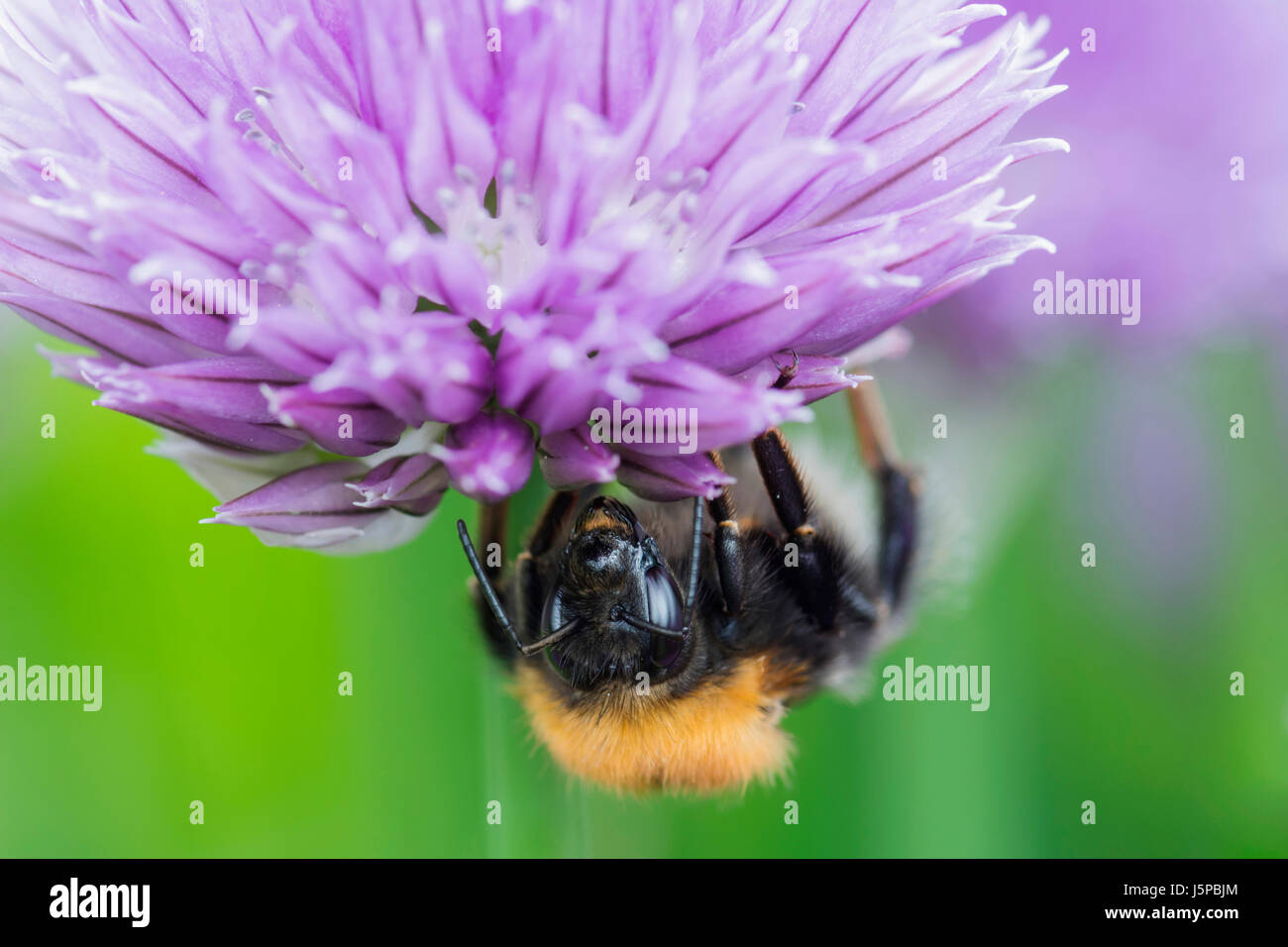 Chive, Allium schoenoprasum, Tree Bumble Bee, Bombus hypnorum, feeding  on flower in a garden border. Stock Photo