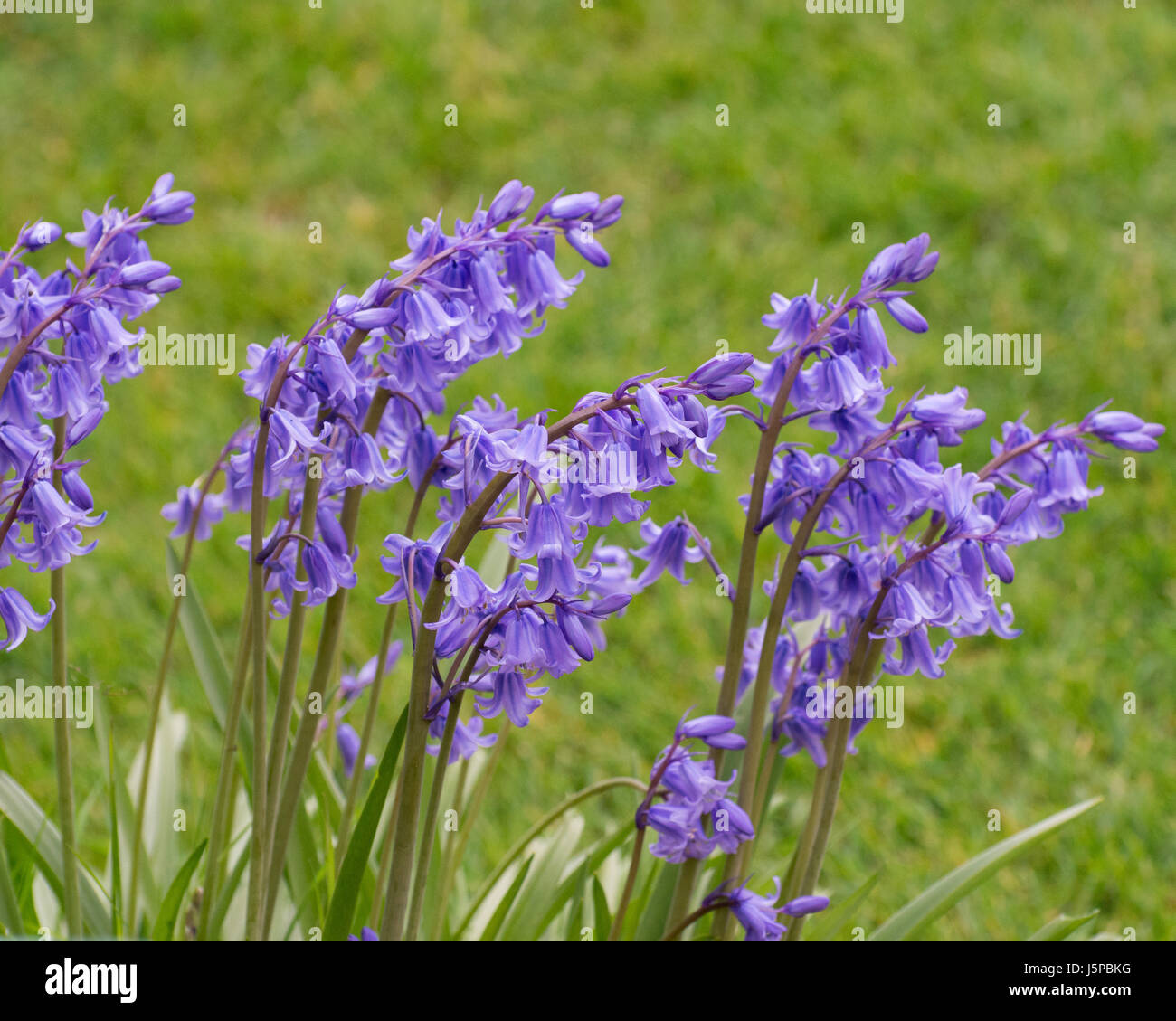 An example of flowering Hyacinthoides x massartiana hybrid bluebell in a garden setting Stock Photo