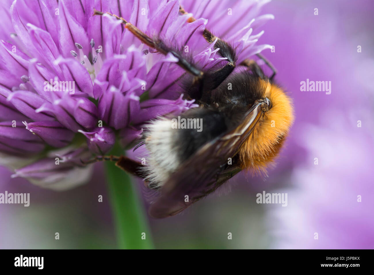 Chive, Allium schoenoprasum, Tree Bumble Bee, Bombus hypnorum, feeding  on flower in a garden border. Stock Photo