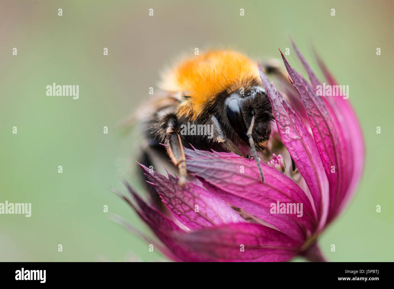 Astrantia, Masterwort,  Tree Bumble Bee, Bombus hypnorum, feeding on flower. Stock Photo