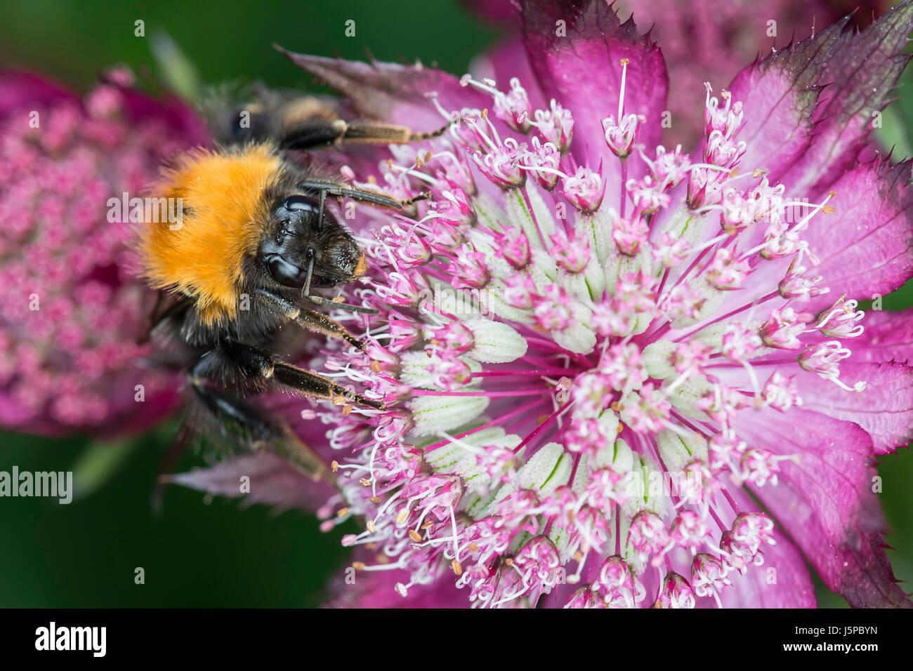 Astrantia, Masterwort, Tree Bumble Bee, Bombus hypnorum, feeding on flower. Stock Photo