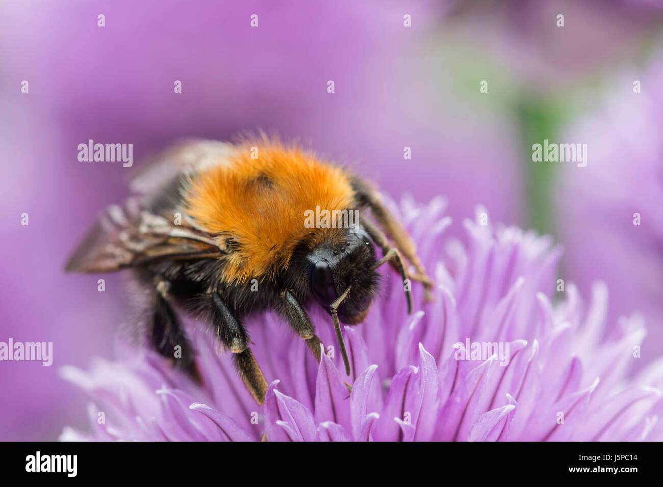 Chive, Allium schoenoprasum, Tree Bumble Bee, Bombus hypnorum, feeding  on flower. Stock Photo