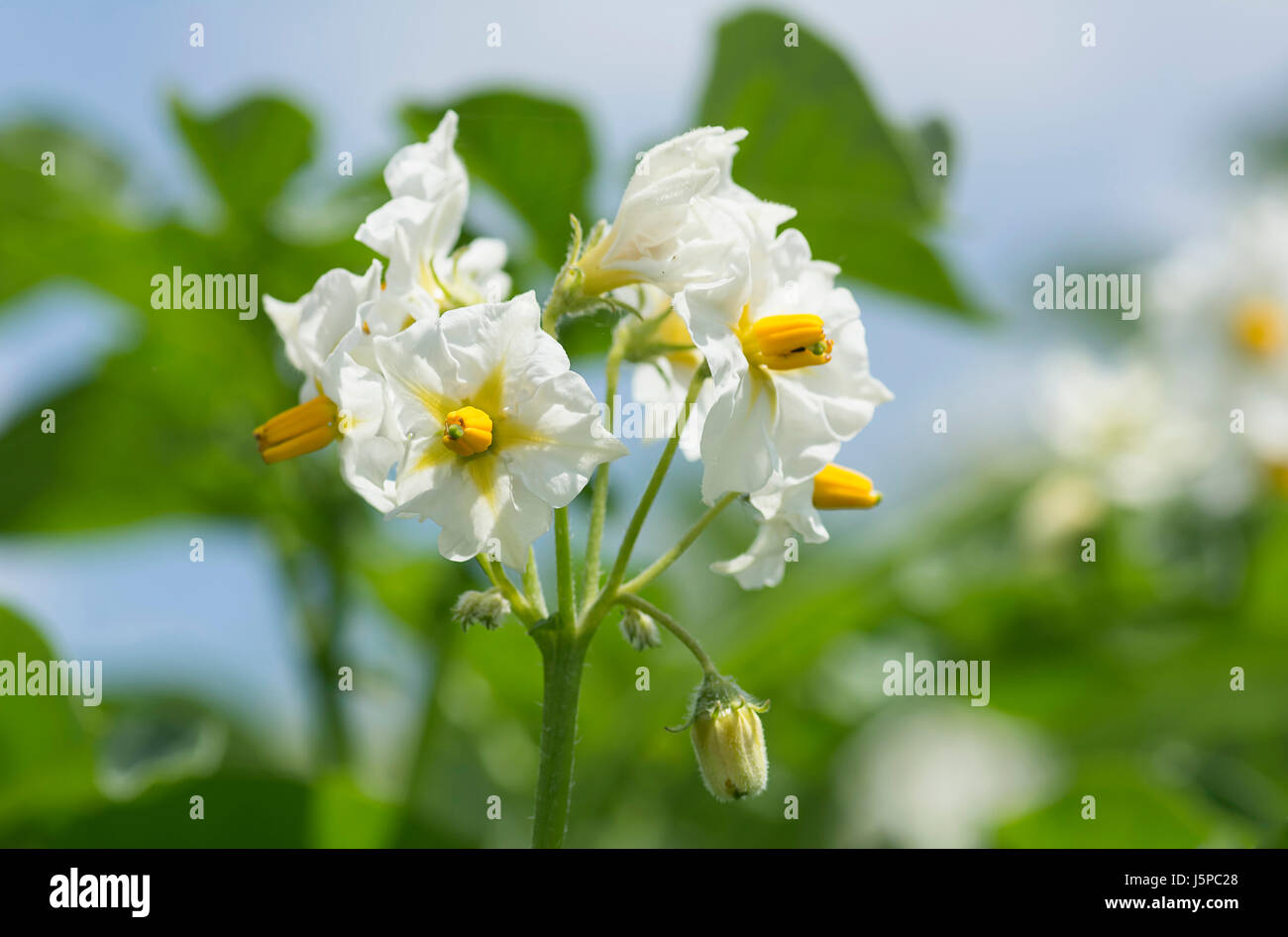Potato, Solanum tuberosum, Flowering crop plant. Stock Photo