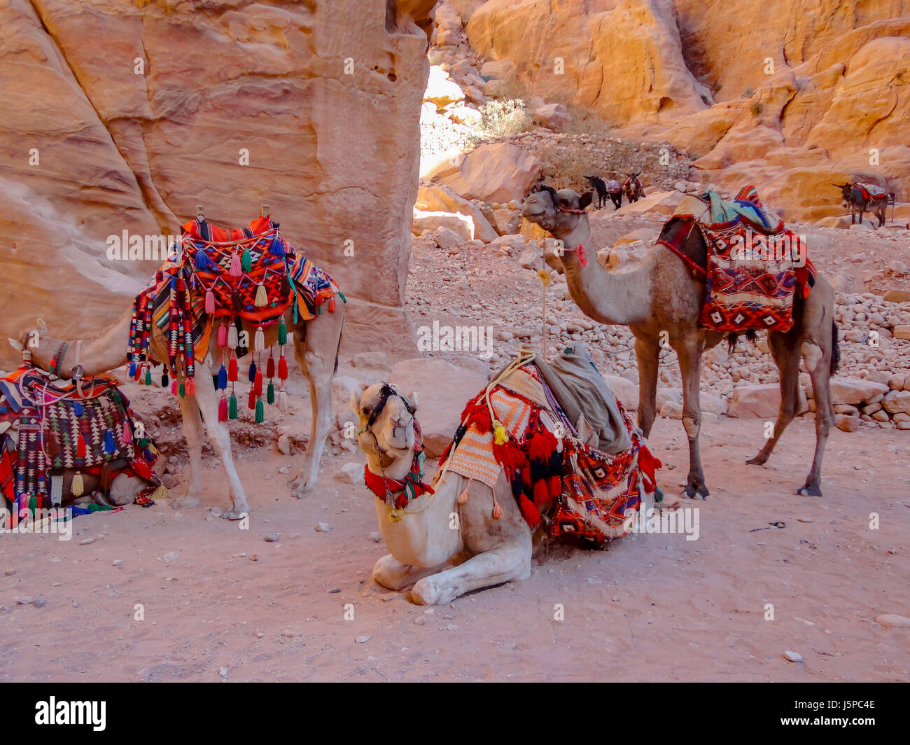 Patricia pics downloaded Dec 2012 Desert camel in Jordan Stock Photo