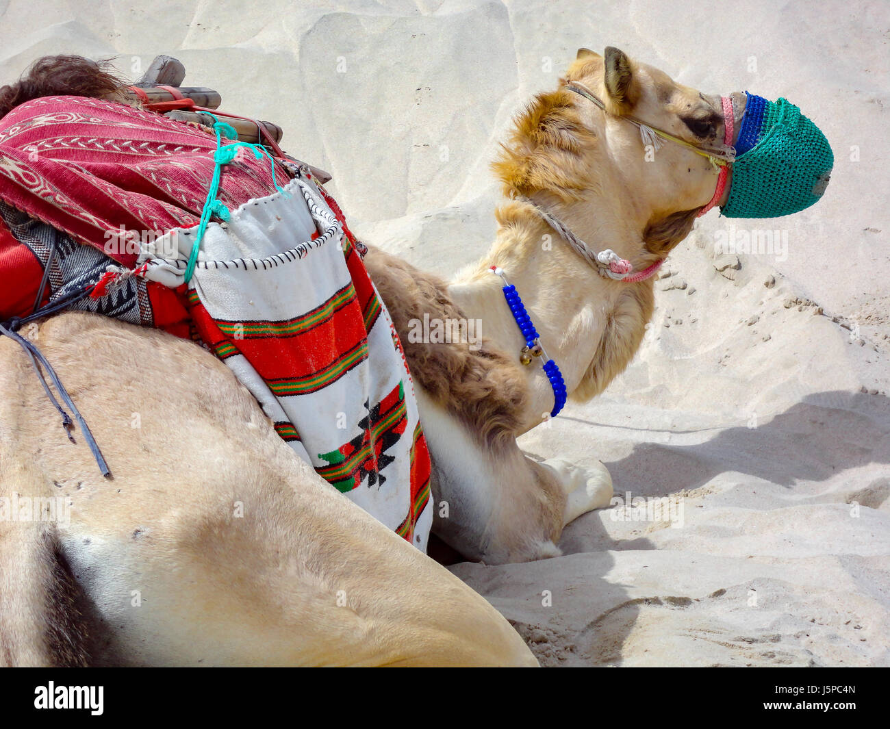 Desert camel Desert camel in Jordan Stock Photo