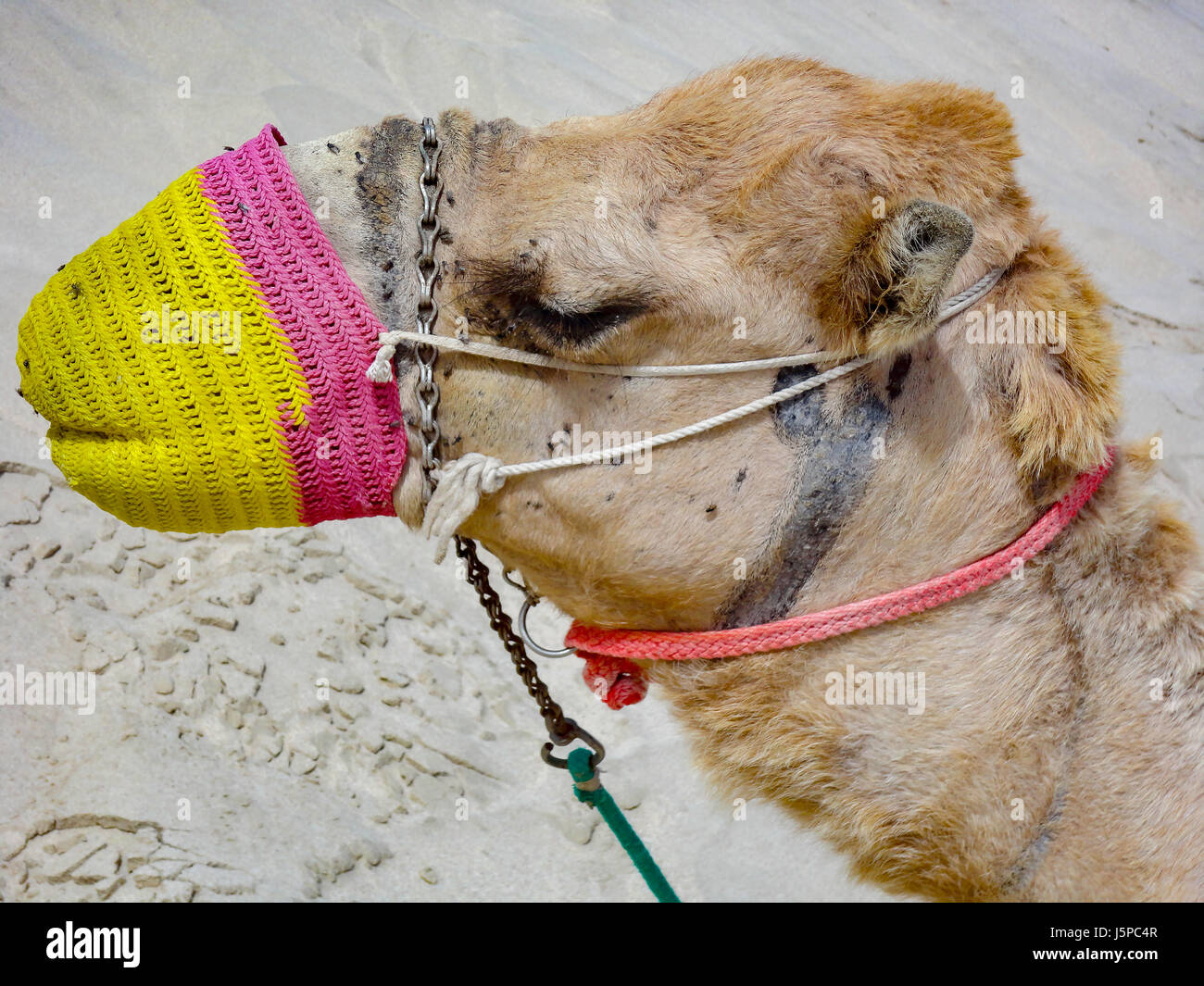 Desert camel Desert camel in Jordan Stock Photo