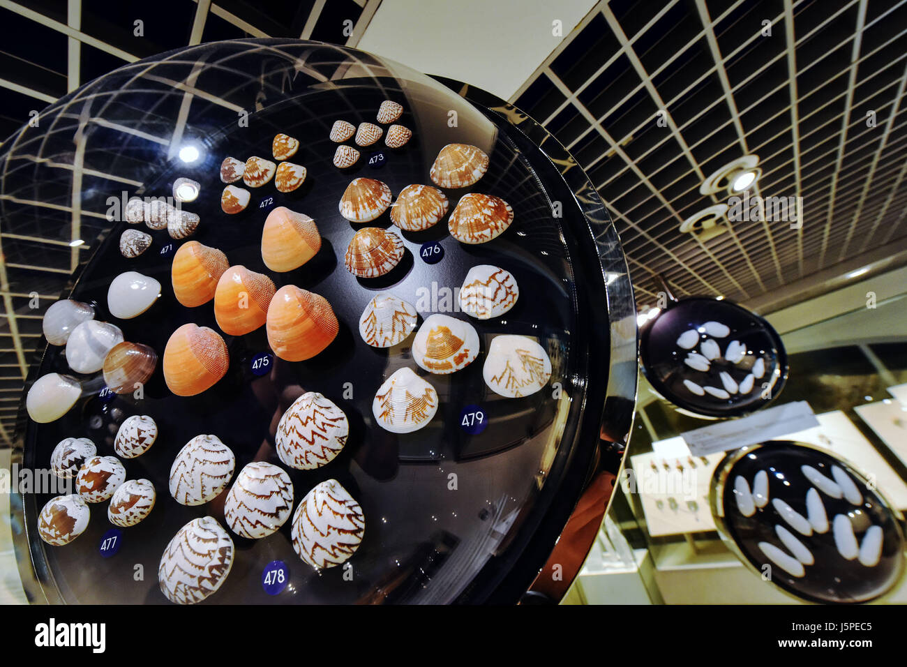 Bangkok, Thailand. 18th May, 2017. Various seashells are displayed at the Bangkok Seashell Museum in Bangkok, Thailand, May 18, 2017. Embracing a collection of over 3,000 specimens of 600 species, the Bangkok Seashell Museum not only enchants its visitors with a kaleidoscope of natural shapes and colours, but also serves as a knowledge source for those interested in the evolution and classification of shelled animals. Credit: Li Mangmang/Xinhua/Alamy Live News Stock Photo