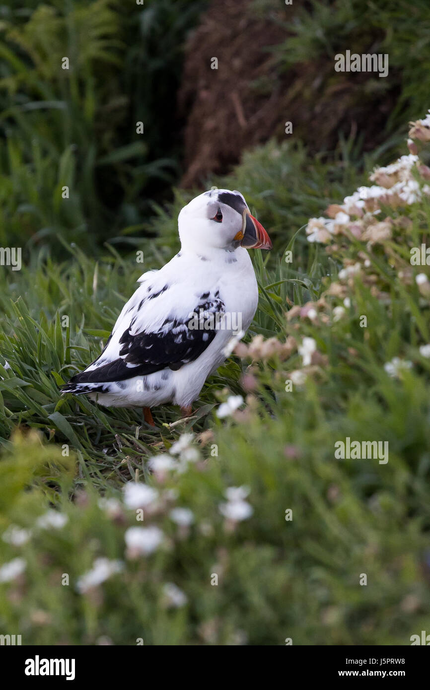 Skomer Island, West Wales, UK. 18th May, 2017. Extremely rare Leucistic Atlantic Puffin spotted on Skomer. The Puffin is one of 20.000 puffins nesting on the island Albinism is a genetic mutation that prevents the strong black pigment called melanin from forming. Credit: Jason Richardson/Alamy Live News Stock Photo