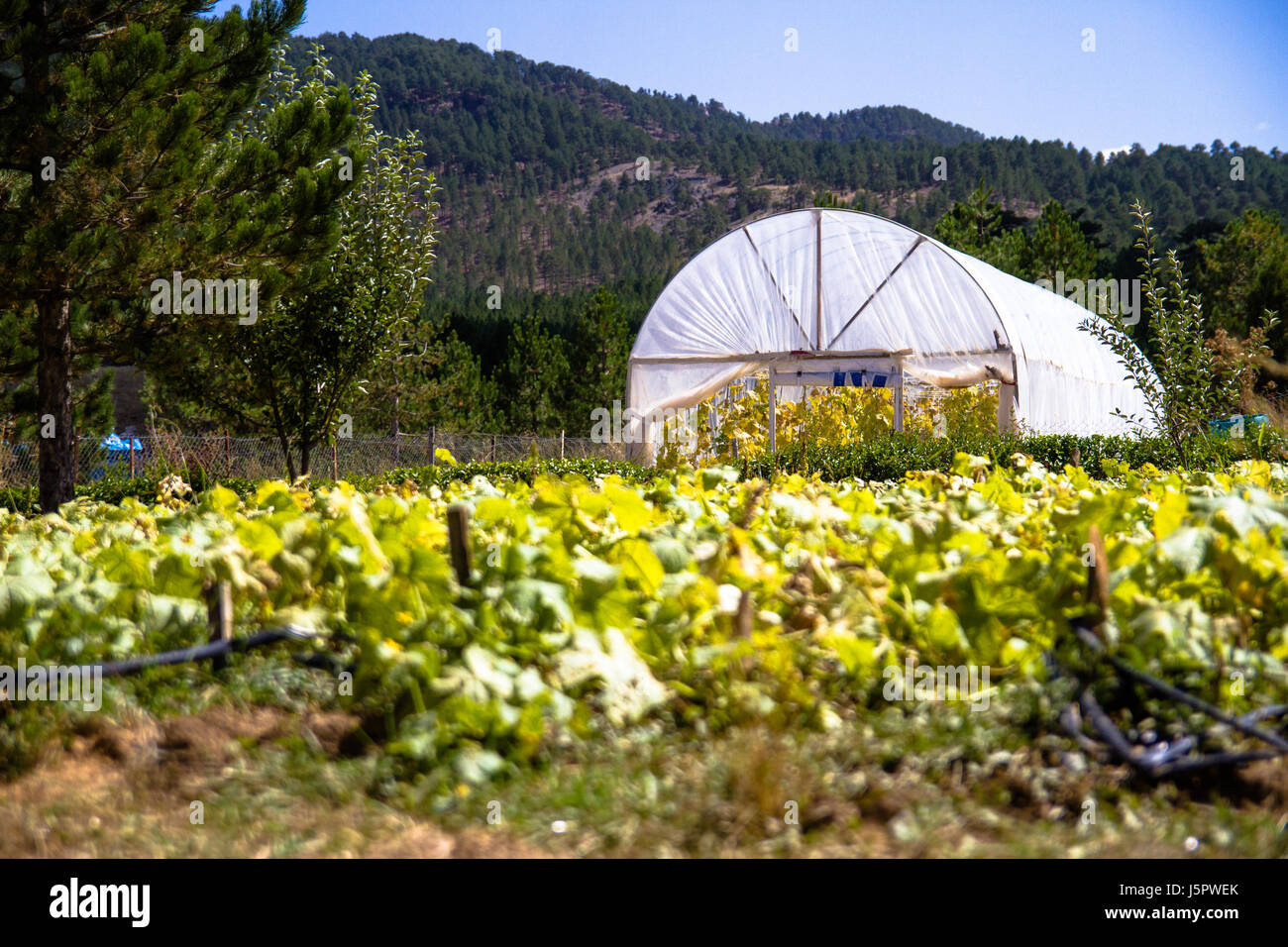 Growing in Turkey Stock Photo - Alamy