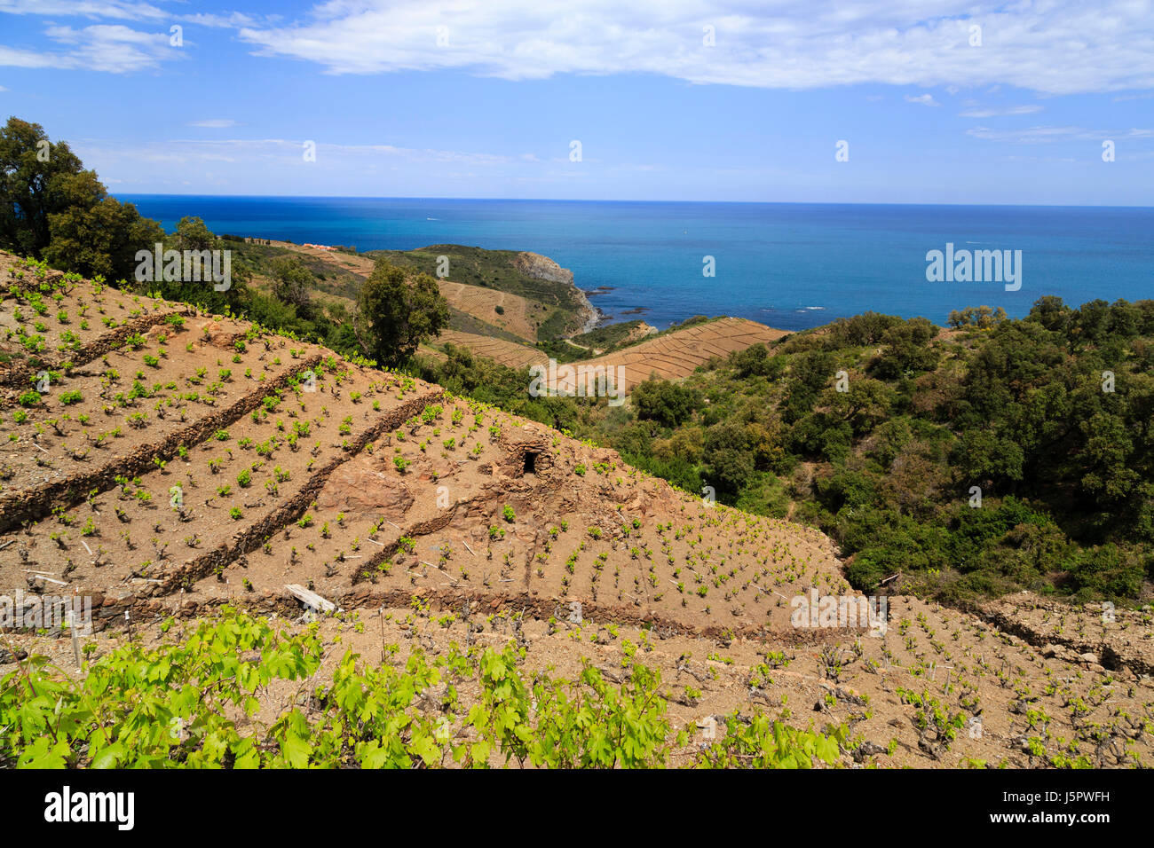France, Pyrenees Orientales, Banyuls-sur-Mer, the vineyard of  Banyules Stock Photo