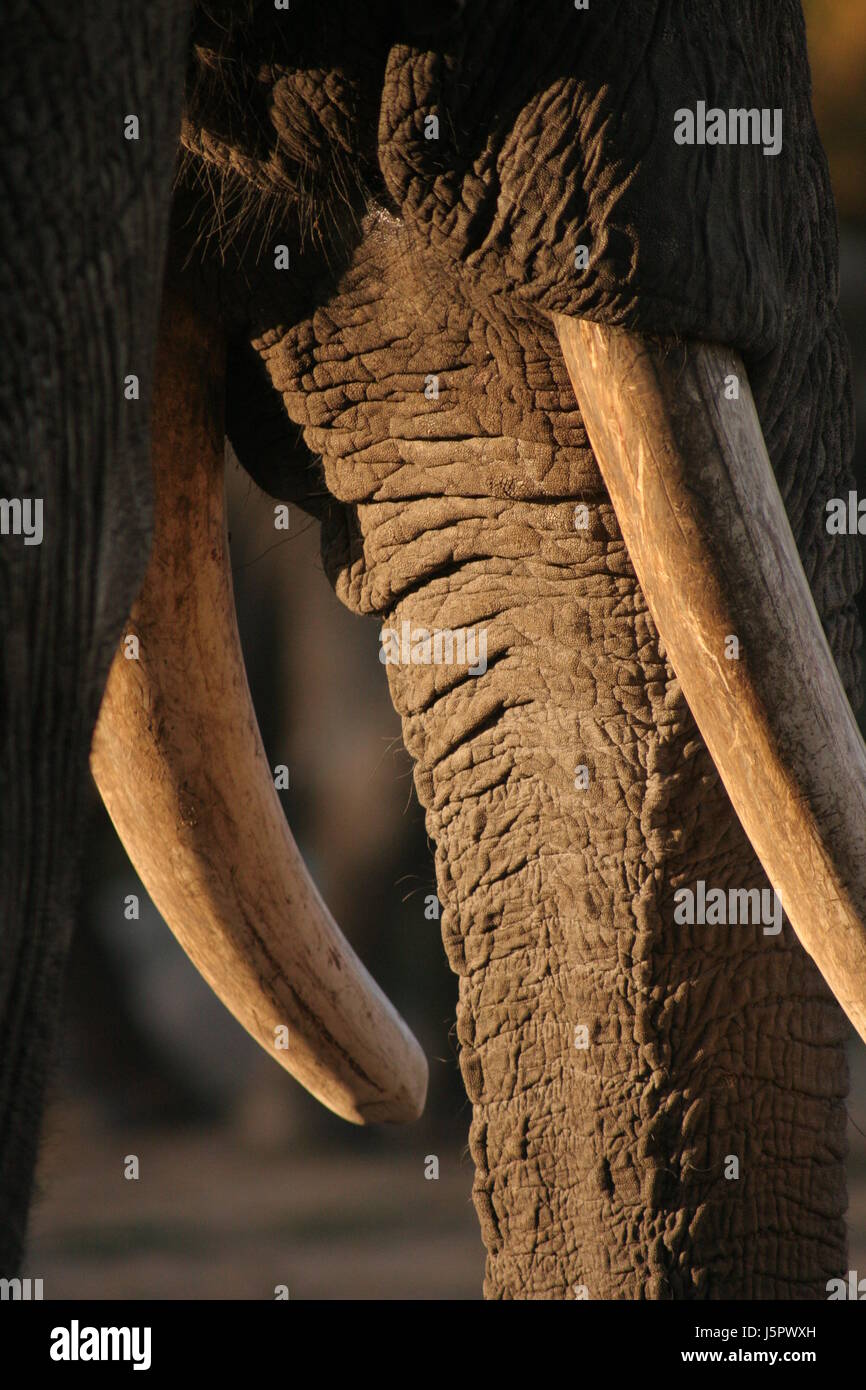 Ivory tusk india hires stock photography and images Alamy