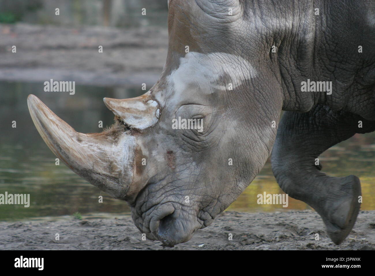 wild africa horn zoo steppe pointed nose protect protection expensive died out Stock Photo