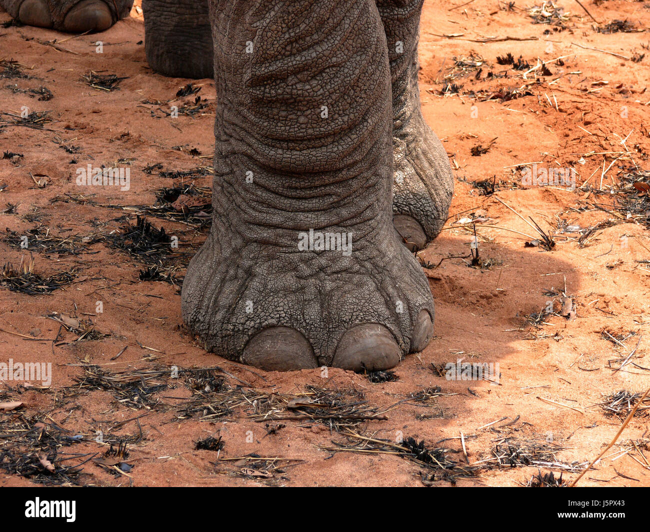 legs mammal fauna africa elephant skin wildlife dry dried up barren ...