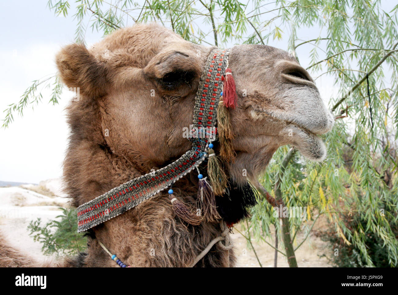 you camel Stock Photo