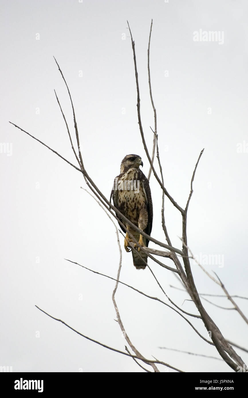 Tree Raptor tree raptor birds of prey wing branches branch branchage feathers beak ...