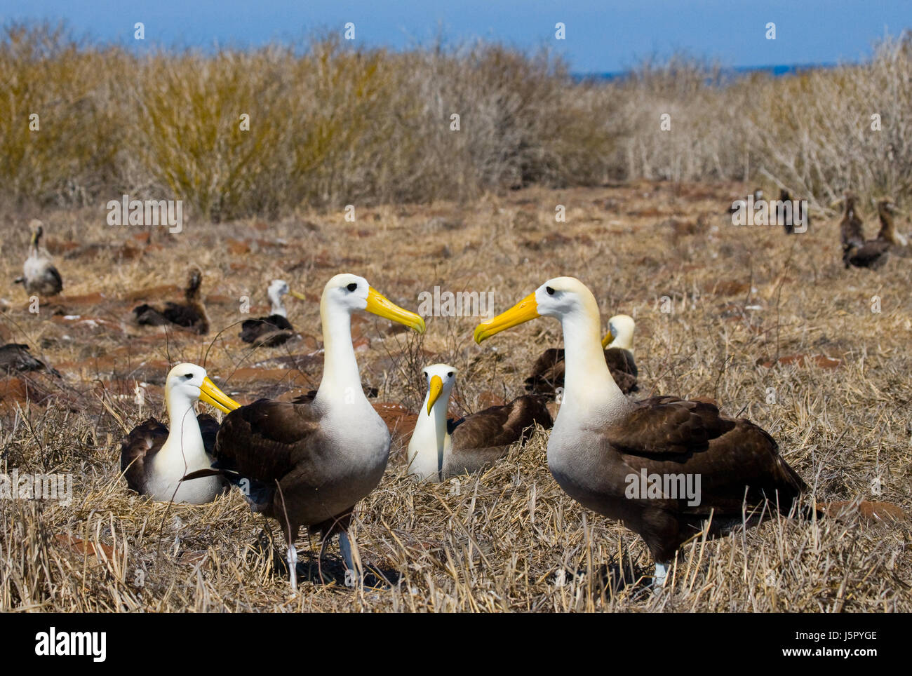 Two albatross sitting on the ground. The Galapagos Islands. Birds. Ecuador. Stock Photo