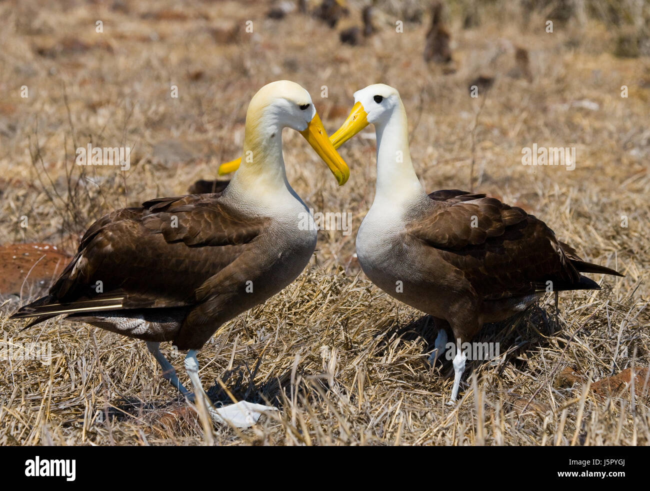 Two albatross sitting on the ground. The Galapagos Islands. Birds. Ecuador. Stock Photo